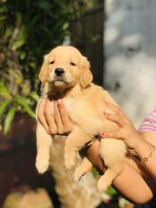 GOLDEN RETRIEVER PUPPIES