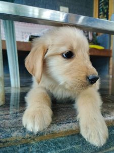 Golden retriever puppies for sale