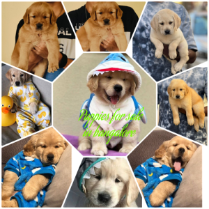 Golden retriever puppies for sale