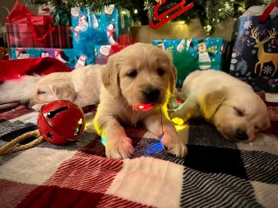 Golden retriever puppies for sale