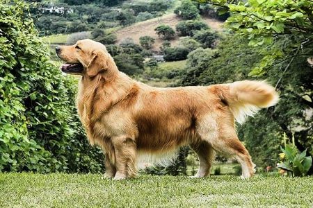 Golden retriever puppies for sale
