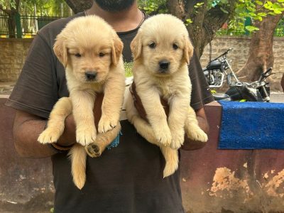 Golden retriever puppies for sale
