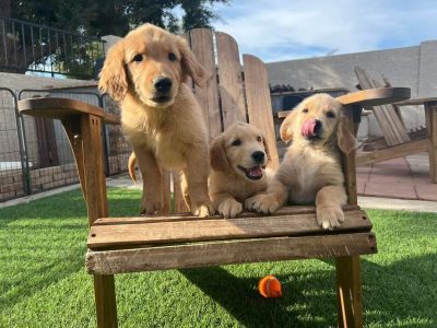 Golden retriever puppies for sale