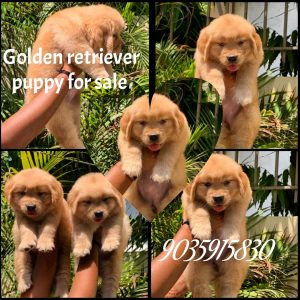 Golden retriever puppies for sale in Mumbai