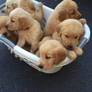 Golden retriever puppies for sale