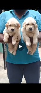 Golden retriever puppies