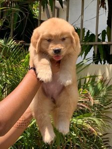 Golden retriever puppies for sale