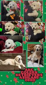 Golden retriever puppies for sale