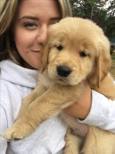 Golden retriever puppies for sale