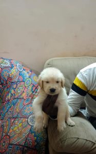 Golden retriever puppies available