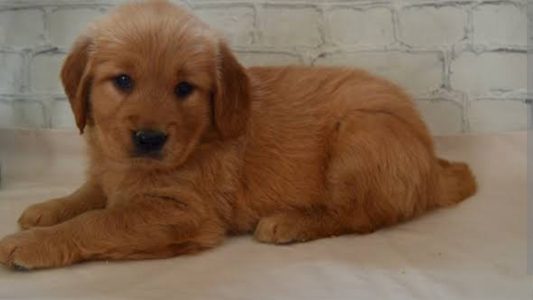 Golden retriever puppies 🐶🐶