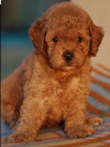 Golden retriever puppies 🐶