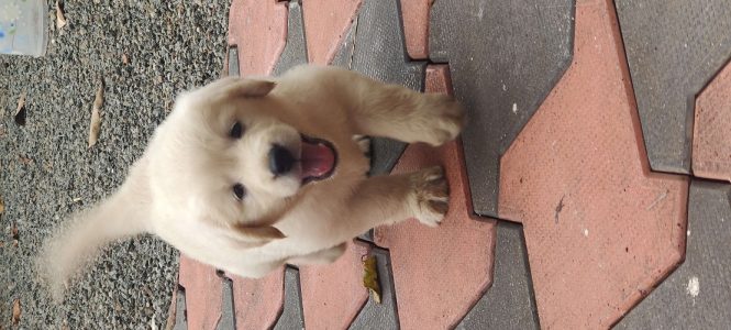 GOLDEN RETRIEVER PUPPIES FOR SALE