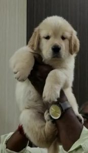 Golden retriever puppies
