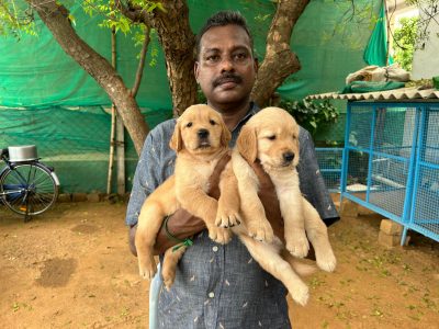 Golden retriever puppies available in Chennai
