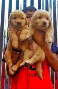 Golden retriever puppies available in Chennai
