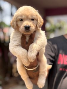 Golden retriever puppies available