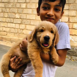 Golden retriever puppies for sale