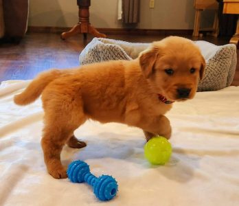 Golden retriever puppies for sale