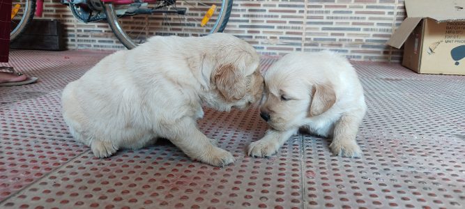 Golden Retriever puppies for sale