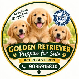 Golden retriever puppies for sale