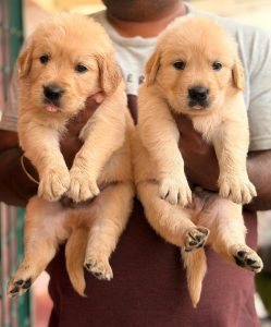 Golden retriever puppies for sale KCI registered