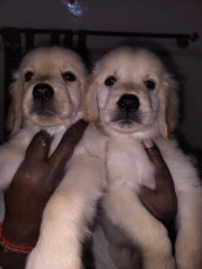 Golden retriever puppies