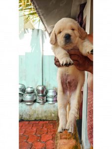 GOLDEN RETRIEVER PUPPY.