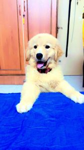 Golden Retriever Puppy pure breed Heavy bone
