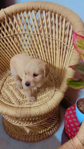 Golden retriever puppy-female