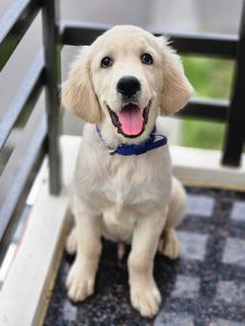 Golden retriever puppy