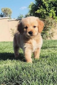 Golden retriever Puppy 8800539300