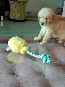 Golden retriever puppy