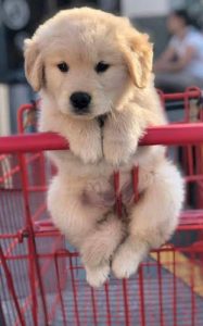 Golden Retriever Puppy for sale 35 days old