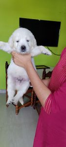 Golden retriever puppy