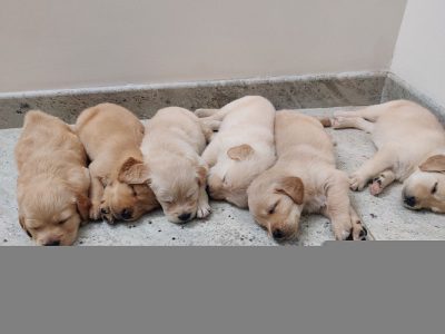 Golden Retriever Puppy For Sale