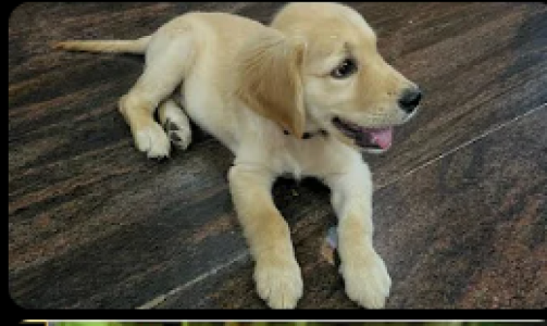 Golden retriever puppy for Sale