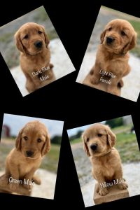 Golden retriever puppy price