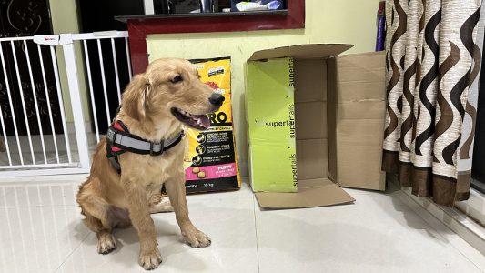 Golden retriever puppy for sale