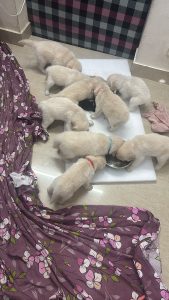 Golden retriever - puppy