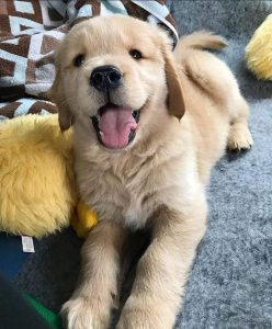 Golden retriever puppy price