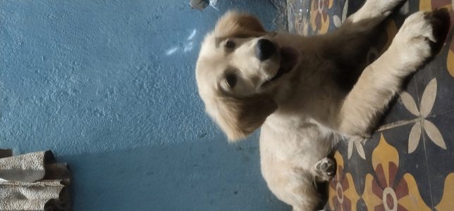Golden retriever puppy