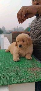 Golden Retriever puppy available