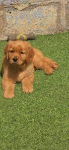 Golden retriever puppy price