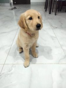 Golden Retriever Puppy for sale