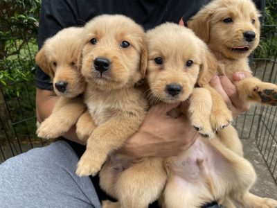 Golden retriever puppys 45 days KCL certified with micro chip