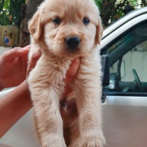 Golden retriever pups available at Banjarahills Hyderabad India