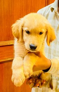 Golden retriever pups available at Banjarahills Hyderabad