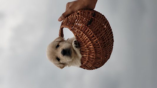Golden retriever pups