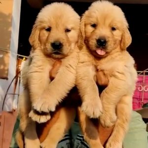 GOLDEN RETRIEVER RICH GOLDEN COLOR SHOW QUALITY PUPPIES IN CHENNAI - 8825694373
